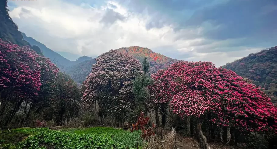 Ghorepani Poon Hill Trek